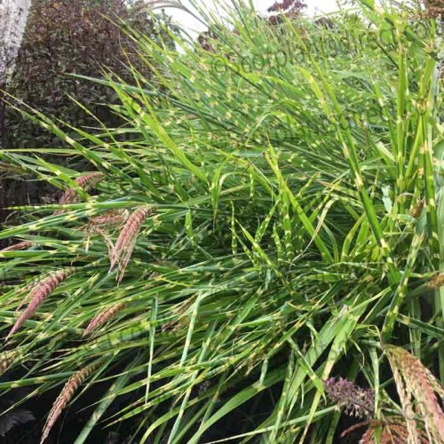 Ornamental Black Grass Ophiopogon Niger Lilyturf | ScotPlants Direct